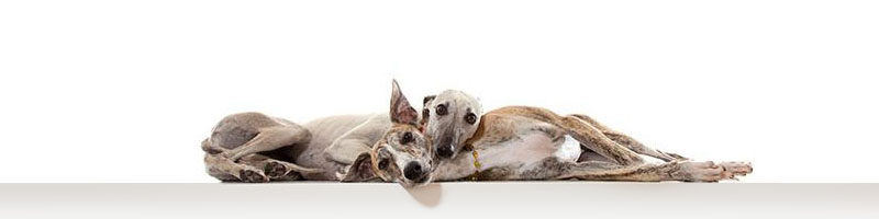 Whippets